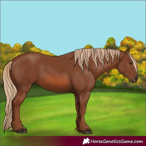 Horse Color:Chestnut 