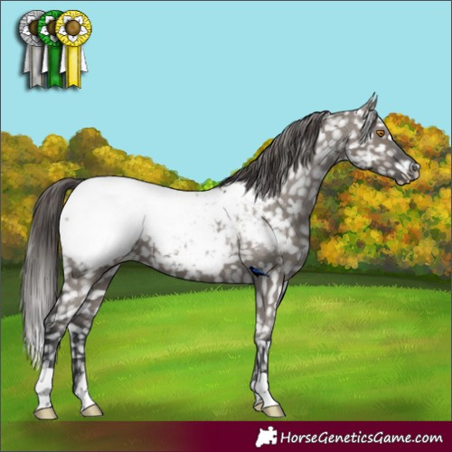 Horse Color:Grullo Appaloosa 