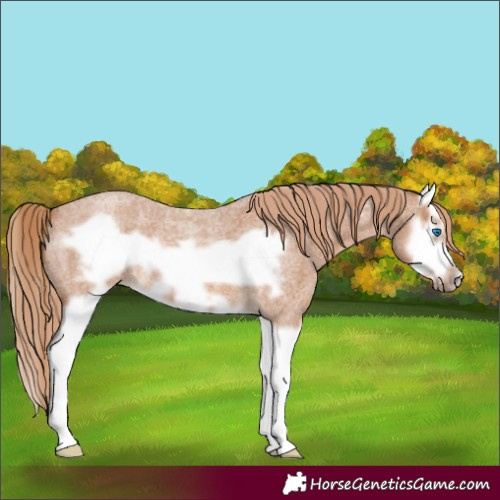 Horse Color:Red Roan Splash Frame 