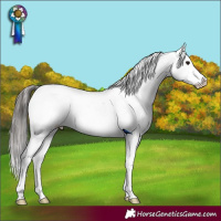 Horse Color:Black Snowcap 