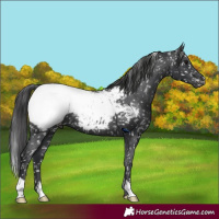 Horse Color:Black Appaloosa 
