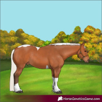 Horse Color:Silver Bay Tobiano Rabicano
