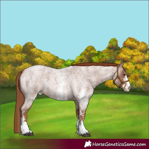 Horse Color:Red Roan Sabino 