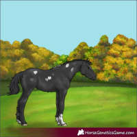 Horse Color:Black 