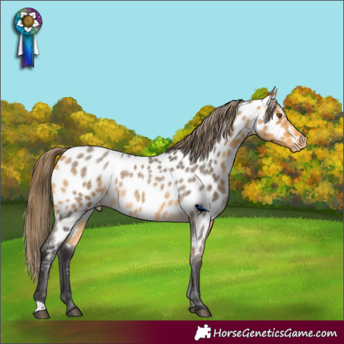 Horse Color:Buckskin Roan Appaloosa 