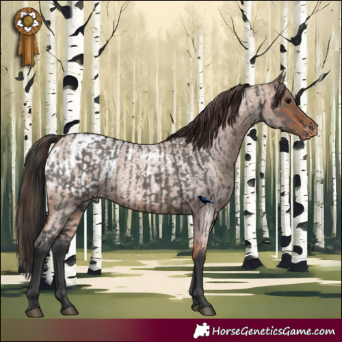Horse Color:Grullo  and Bay Roan Appaloosa 
