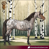 Horse Color:Grullo  and Bay Roan Appaloosa 