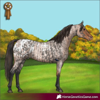 Horse Color:Grullo and Bay Roan Appaloosa