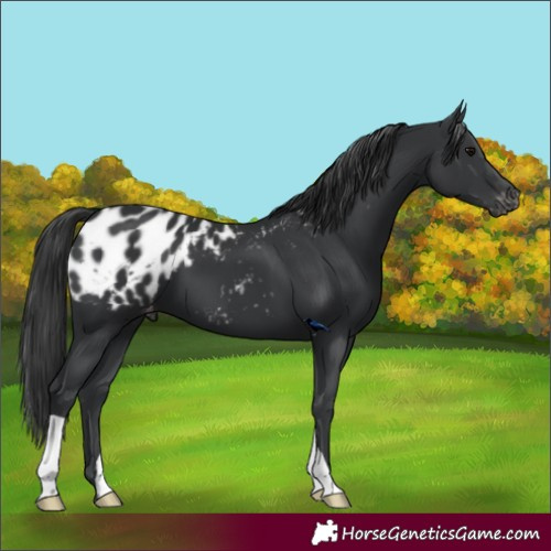 Horse Color:Black Blanket 
