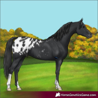 Horse Color:Black Appaloosa