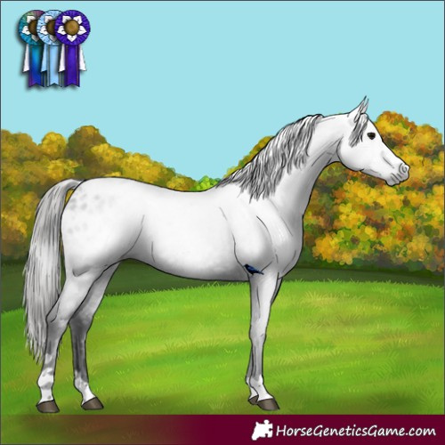 Horse Color:Gray Black Appaloosa 