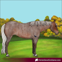 Horse Color:Silver Brown Roan 