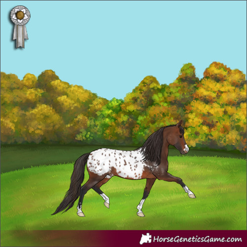 Horse Color:Brown Appaloosa 