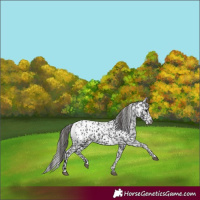 Horse Color:Black Appaloosa