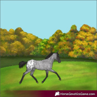 Horse Color:Smoky Blue Roan Appaloosa 