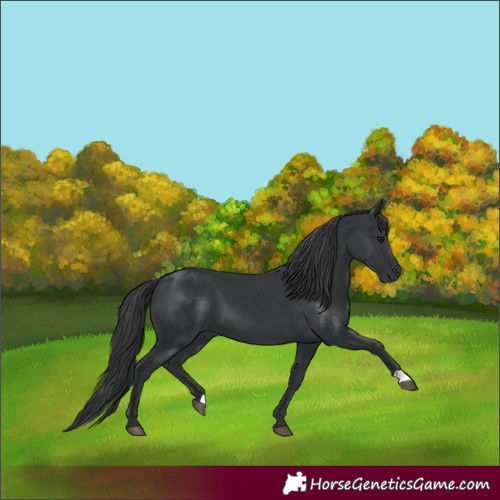 Horse Color:Black 