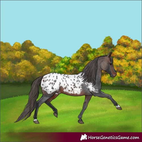 Horse Color:Brown Appaloosa 