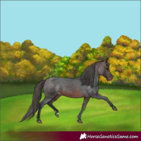 Horse Color:Brown Appaloosa