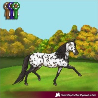 Horse Color:Buckskin Appaloosa 