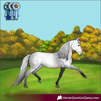 Horse Color:Gray Brown 