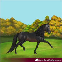 Horse Color:Gray Brown 