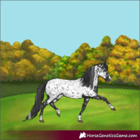 Horse Color:Black Appaloosa 