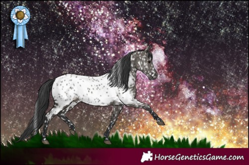 Horse Color:Grullo Appaloosa 