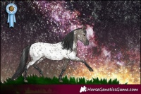 Horse Color:Grullo Appaloosa 
