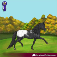 Horse Color:Black Appaloosa 