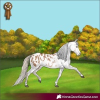 Horse Color:Red Dun Appaloosa 