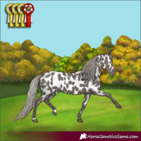 Horse Color:Silver Black Near Leopard