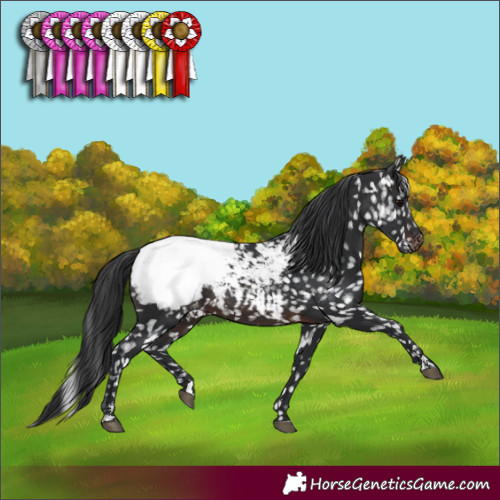 Horse Color:Brown Appaloosa 