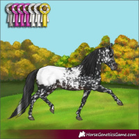 Horse Color:Brown Appaloosa 