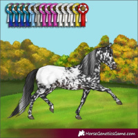 Horse Color:Brown Appaloosa