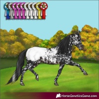 Horse Color:Brown Appaloosa 