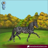 Horse Color:Brown Appaloosa 