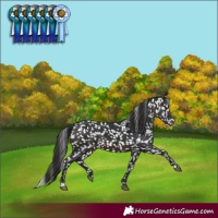 Horse Color:Brown Appaloosa