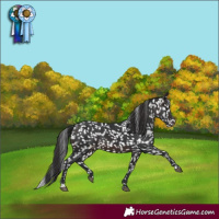 Horse Color:Brown Appaloosa