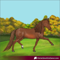 Horse Color:Chestnut 