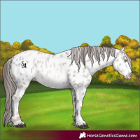 Horse Color:Platinum Liver Red Dun Pearl Appaloosa