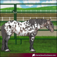 Horse Color:Platinum Bay Appaloosa