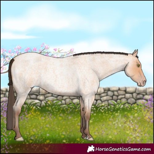 Horse Color:Amber Champagne Roan 