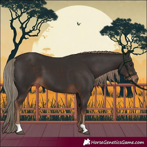 Horse Color:Liver Chestnut