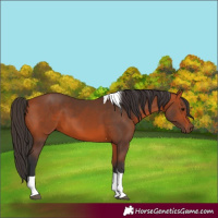 Horse Color:Bay Tobiano 