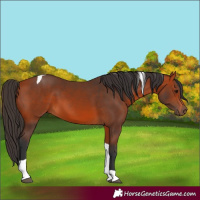 Horse Color:Bay Tobiano 