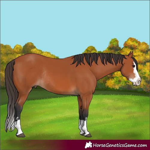 Horse Color:Bay Splash Rabicano 