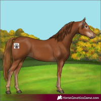 Horse Color:Gray Chestnut 