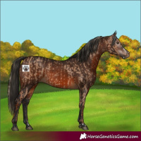 Horse Color:Red Dun Splash  and Gray Bay 