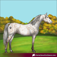 Horse Color:Red Dun Splash  and Gray Bay 