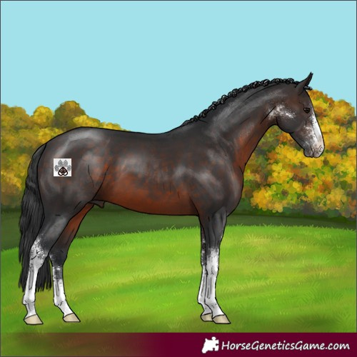 Horse Color:Brown Sabino 